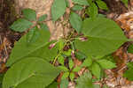 Climbing milkvine